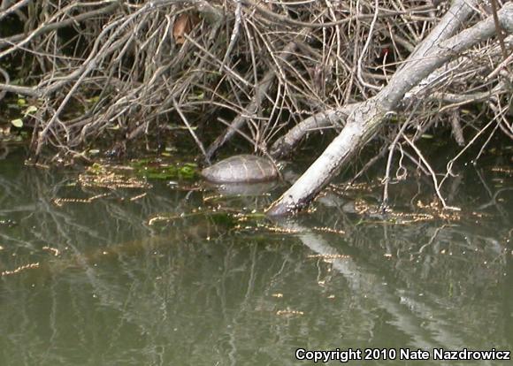 Eastern Painted Turtle (Chrysemys picta picta)