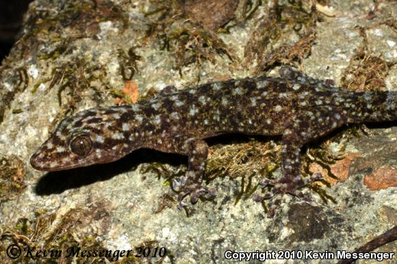 Leaf-toed Geckos (Phyllodactylus)