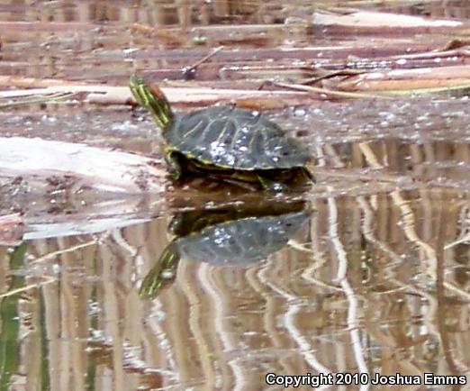 Red-eared Slider (Trachemys scripta elegans)