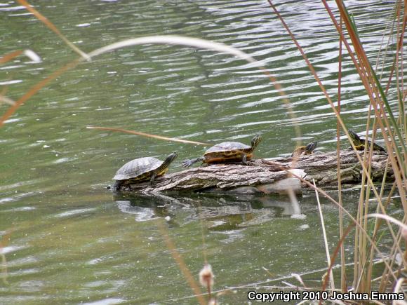 Red-eared Slider (Trachemys scripta elegans)