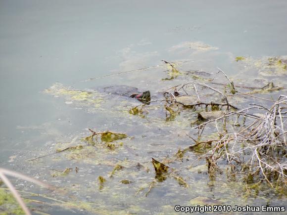 Red-eared Slider (Trachemys scripta elegans)