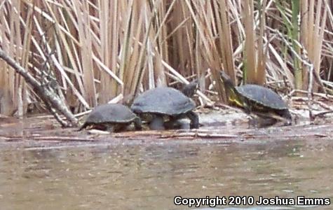 Red-eared Slider (Trachemys scripta elegans)