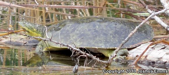 Texas Spiny Softshell (Apalone spinifera emoryi)