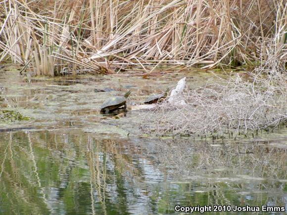 Western Painted Turtle (Chrysemys picta bellii)