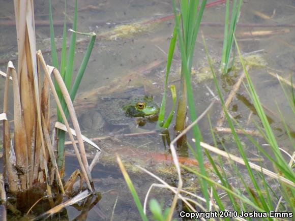 American Bullfrog (Lithobates catesbeianus)