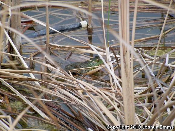 American Bullfrog (Lithobates catesbeianus)