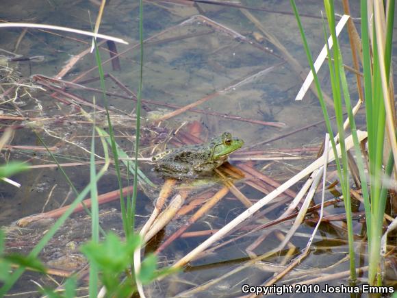 American Bullfrog (Lithobates catesbeianus)