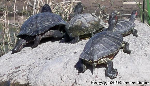 Red-eared Slider (Trachemys scripta elegans)