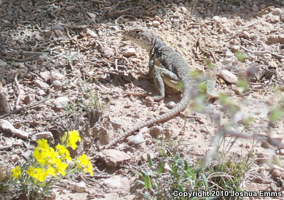 Eastern Collared Lizard (Crotaphytus collaris)