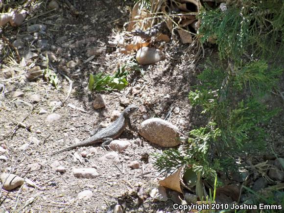 Southwestern Fence Lizard (Sceloporus cowlesi)