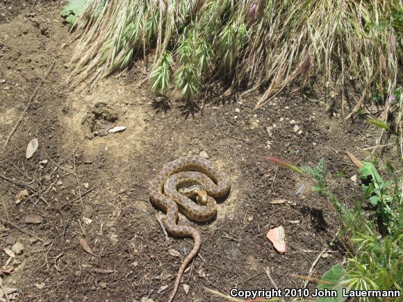 San Diego Gopher Snake (Pituophis catenifer annectens)