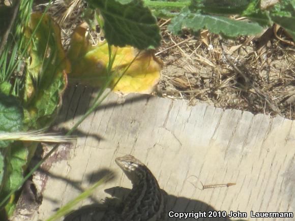 Western Side-blotched Lizard (Uta stansburiana elegans)