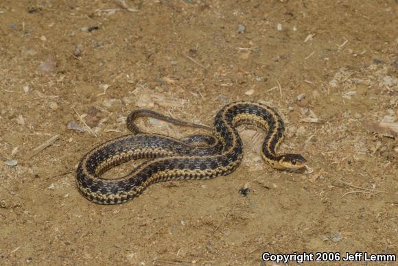 Maritime Gartersnake (Thamnophis sirtalis pallidulus)