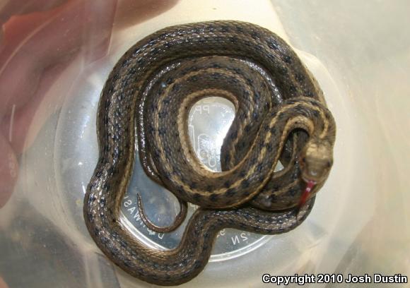 Wandering Gartersnake (Thamnophis elegans vagrans)