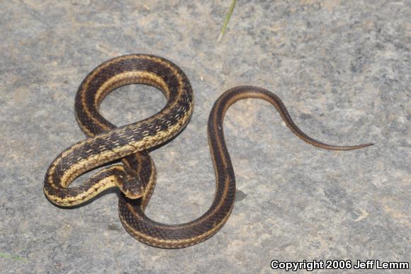 Maritime Gartersnake (Thamnophis sirtalis pallidulus)