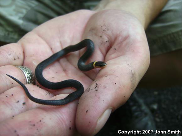 Northern Ring-necked Snake (Diadophis punctatus edwardsii)