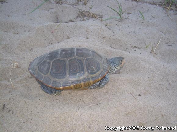 Northern Diamond-backed Terrapin (Malaclemys terrapin terrapin)