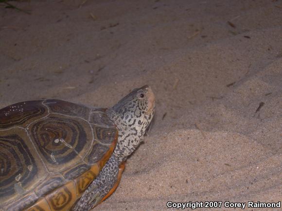 Northern Diamond-backed Terrapin (Malaclemys terrapin terrapin)