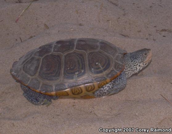 Northern Diamond-backed Terrapin (Malaclemys terrapin terrapin)