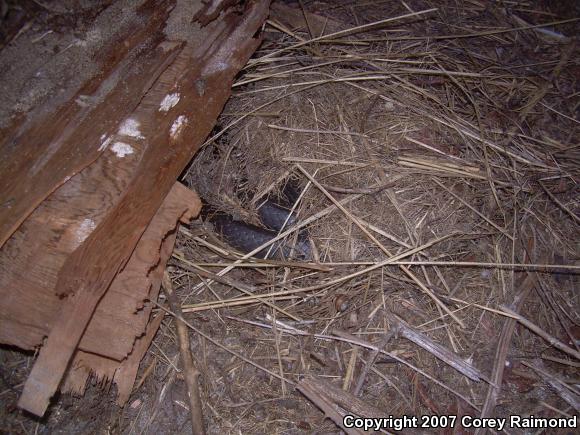 Northern  Black Racer (Coluber constrictor constrictor)