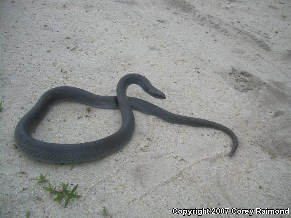 Northern  Black Racer (Coluber constrictor constrictor)