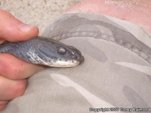 Northern  Black Racer (Coluber constrictor constrictor)