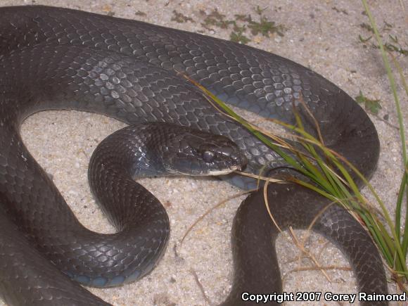 Northern  Black Racer (Coluber constrictor constrictor)