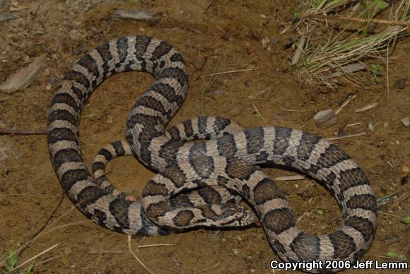 Eastern Milksnake (Lampropeltis triangulum triangulum)