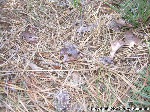 Eastern Spadefoot (Scaphiopus holbrookii)