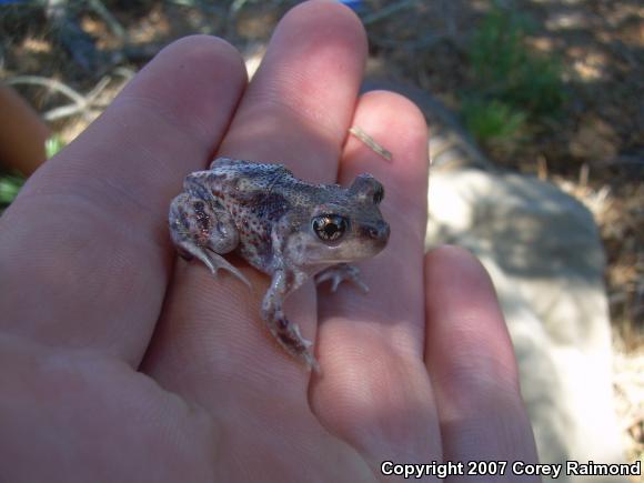 Eastern Spadefoot (Scaphiopus holbrookii)