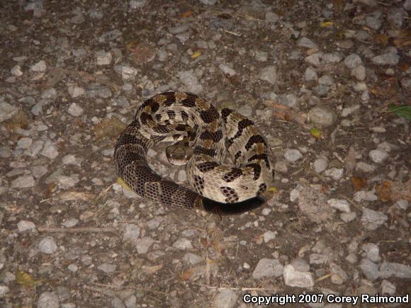 Timber Rattlesnake (Crotalus horridus)