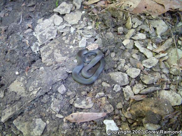 Ring-necked Snake (Diadophis punctatus)