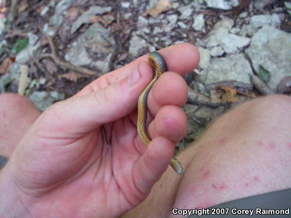Ring-necked Snake (Diadophis punctatus)