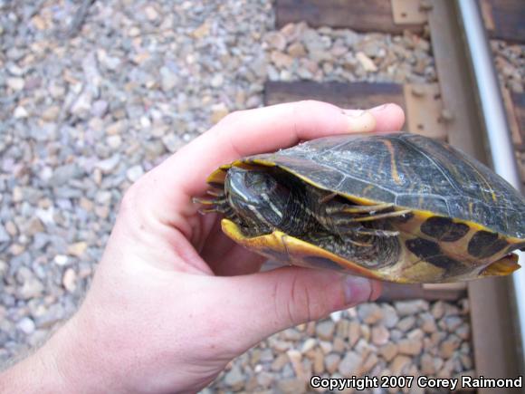 Red-eared Slider (Trachemys scripta elegans)