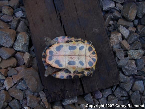 Red-eared Slider (Trachemys scripta elegans)