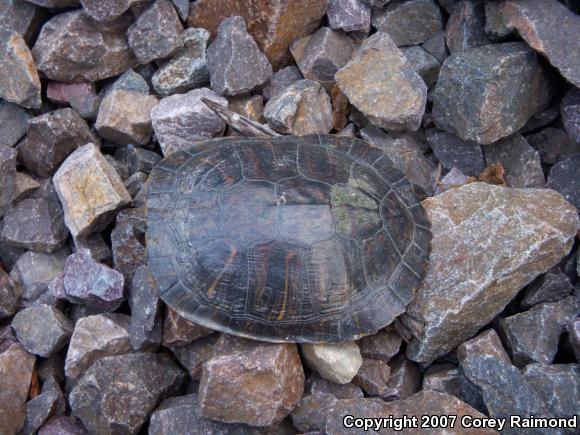 Red-eared Slider (Trachemys scripta elegans)