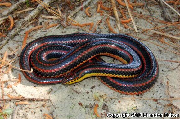 Common Rainbow Snake (Farancia erytrogramma erytrogramma)