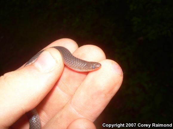 Eastern Wormsnake (Carphophis amoenus amoenus)