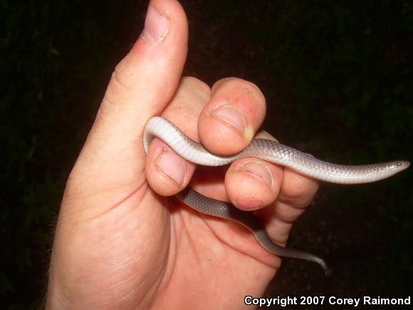 Eastern Wormsnake (Carphophis amoenus amoenus)