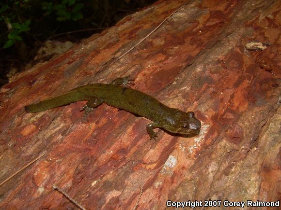 Black-bellied Salamander (Desmognathus quadramaculatus)