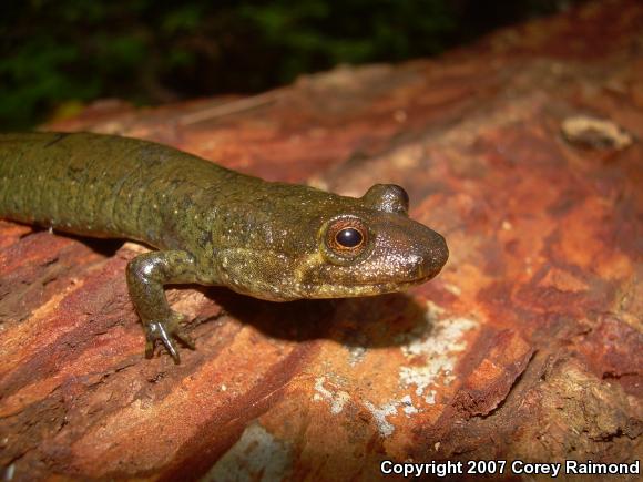 Black-bellied Salamander (Desmognathus quadramaculatus)