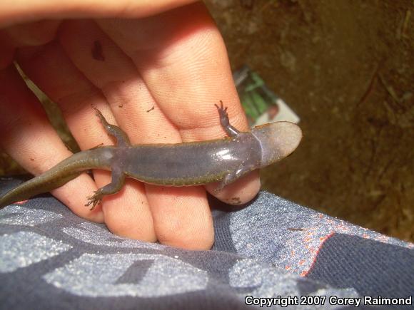 Black-bellied Salamander (Desmognathus quadramaculatus)