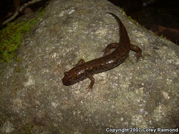 Spotted Dusky Salamander (Desmognathus conanti)