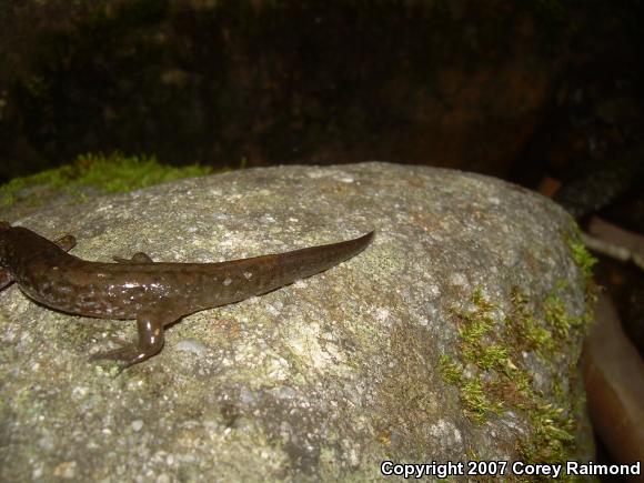 Spotted Dusky Salamander (Desmognathus conanti)