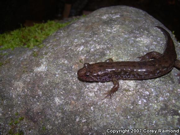 Spotted Dusky Salamander (Desmognathus conanti)