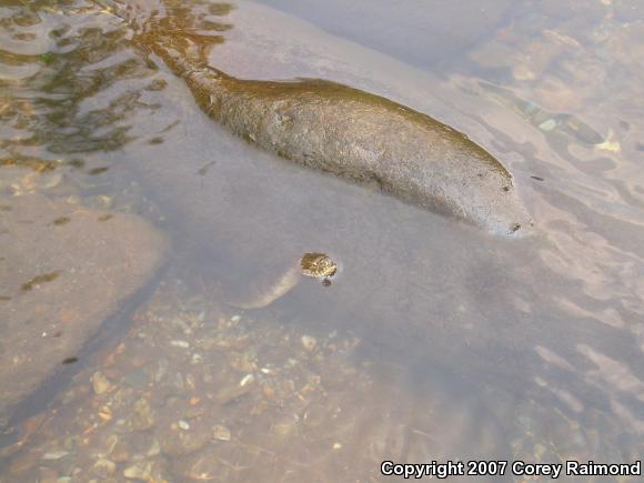 Northern Watersnake (Nerodia sipedon sipedon)