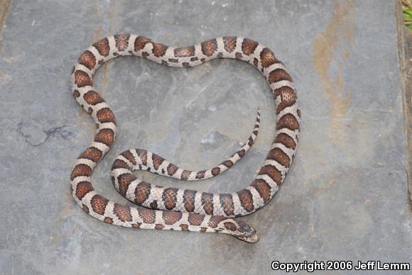 Eastern Milksnake (Lampropeltis triangulum triangulum)