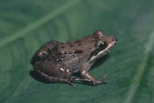 Sabinal Frog (Leptodactylus melanonotus)