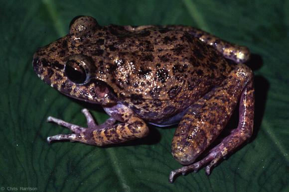 Western Barking Frog (Craugastor augusti cactorum)