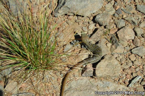 Texas Alligator Lizard (Gerrhonotus infernalis)